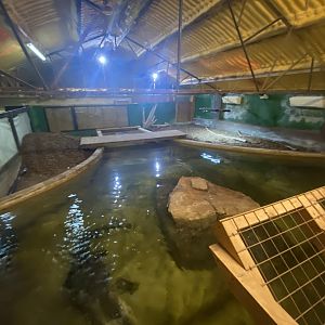 American alligator exhibit 020821