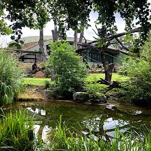 Zoo Frankfurt- lowland gorilla- 2021