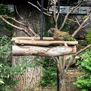 Zoo Frankfurt- kea- 2021