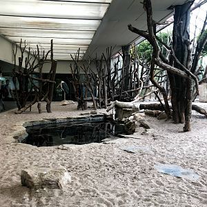 Zoo Frankfurt- marabou indoor enclosure- 2021