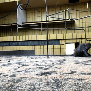 Zoo Frankfurt- Hamadryan baboon indoor exhibit- 2021