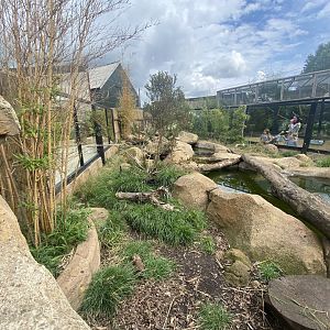 Asian small-clawed otter exhibit 020821