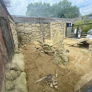 Meerkat exhibit 020821