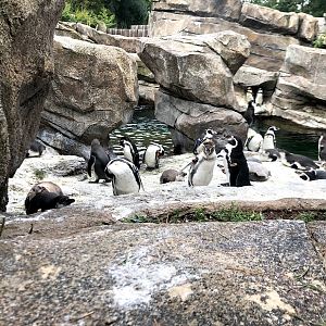 Zoo Frankfurt- group of Humboldt penguins- 2021