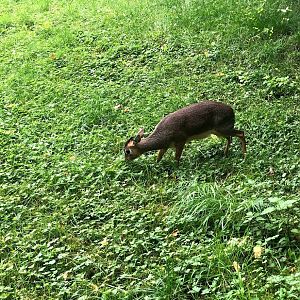 Zoo Frankfurt- Kirk`s dik-dik- 2021