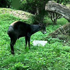 Zoo Frankfurt- duiker- 2021