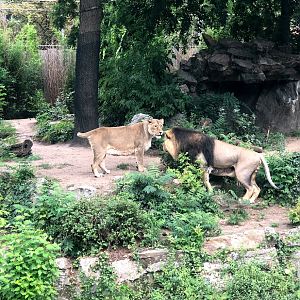 Zoo Frankfurt- male and female Asian lion- 2021
