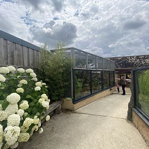 Cotton-top tamarin exhibit 020821