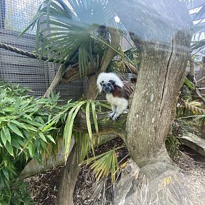Cotton-top tamarin 020821