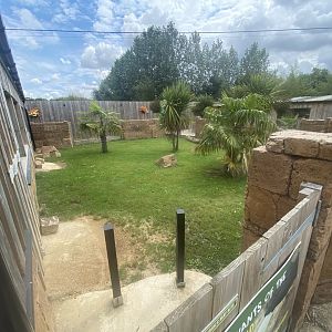 Galapagos tortoise exhibit 020821