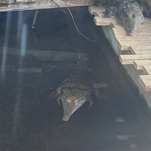 Freshwater crocodiles 020821