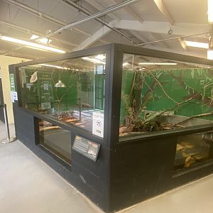 Spectacled caiman exhibit 020821