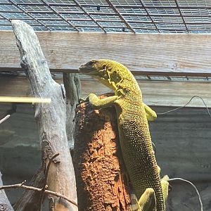 Green tree monitor 020821