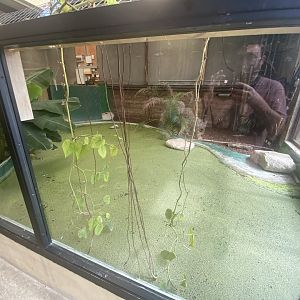 Slender-snouted crocodile exhibit 020821