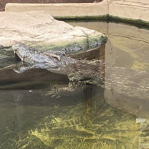 Siamese crocodile 020821