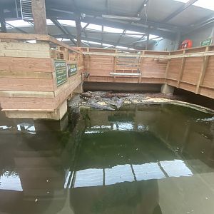 Nile crocodile exhibit 020821