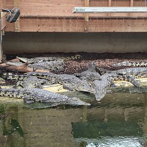 Nile crocodiles 020821