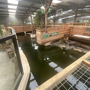 Nile crocodile exhibit 020821