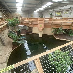 Saltwater crocodile exhibit 020821