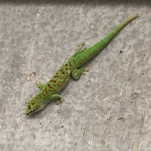 Madagascar day gecko 020821