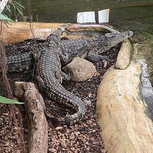 Nile crocodiles 020821