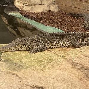 Cuban crocodile 020821