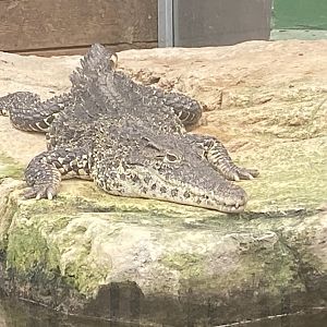 Cuban crocodile 020821