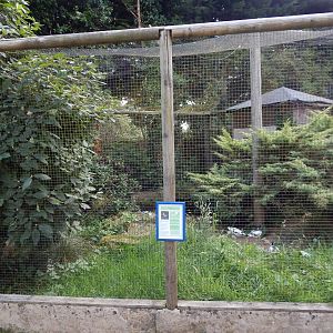 Avocet aviary 030821