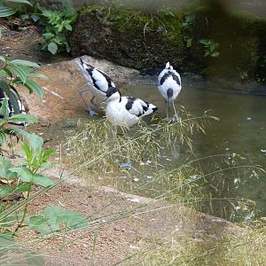 Avocets 030821