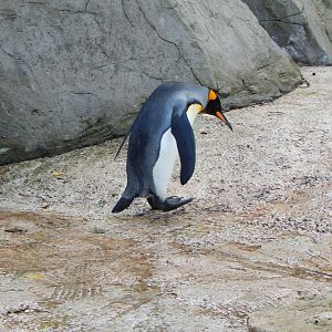 King penguin 030821