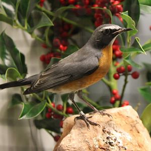 White-throated robin - male - Irania gutturalis