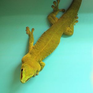 Madagascar Day Gecko