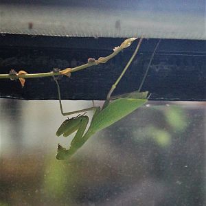 South African Mantis (Miomantis caffra)