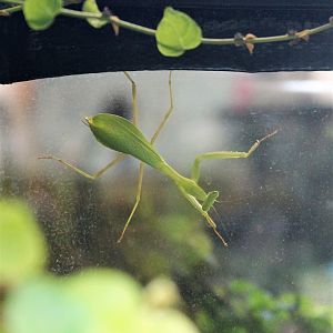 South African Mantis (Miomantis caffra)
