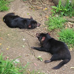 Tasmanian Devils