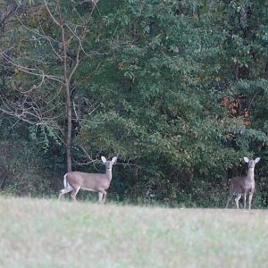 White tailed deer