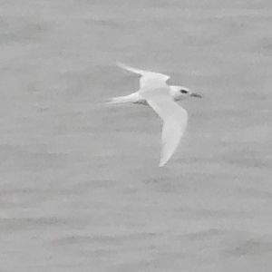 Forster's tern