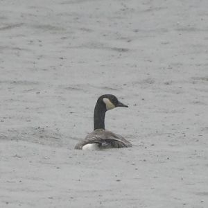 Canada goose