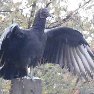 Black vulture