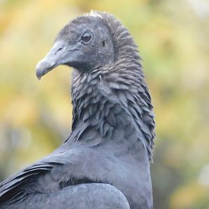 Black vulture