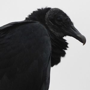 Black vulture
