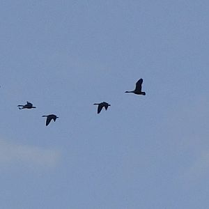Canada geese