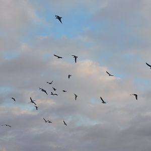 Sea gull flock