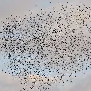 A large flock of birds