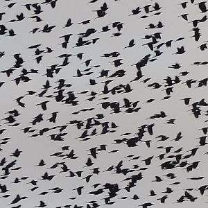 A large flock of birds