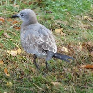 Laughing gull
