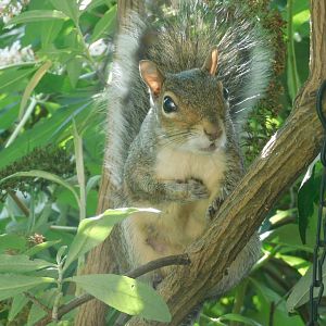 Gray squirrel