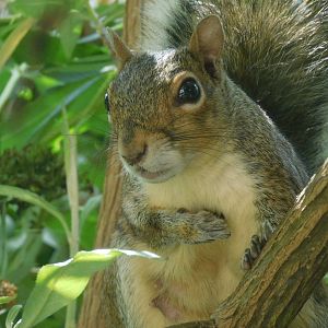 Gray squirrel