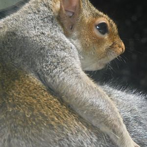 Gray squirrel