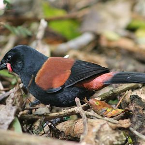 North Island Saddleback (Philesturnus carunculatus rufusater)